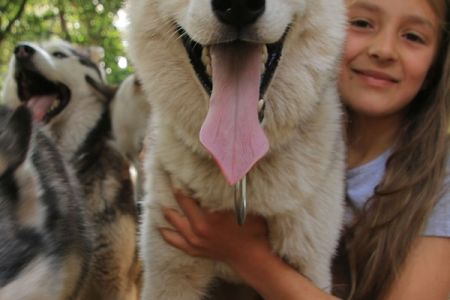 Die lieben Huskies besuchen uns im Sommercamp